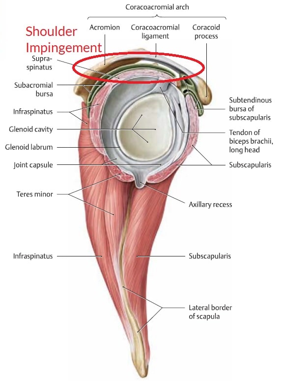subacromial space (side view)