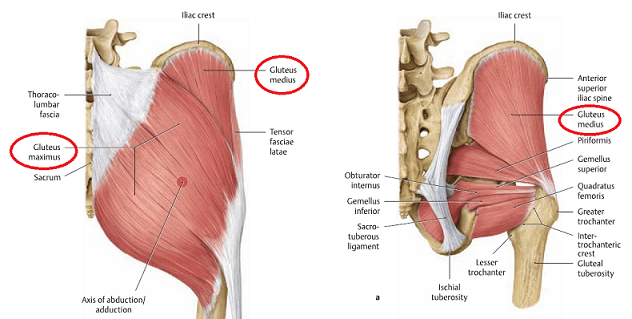 glutes and deep hip rotators