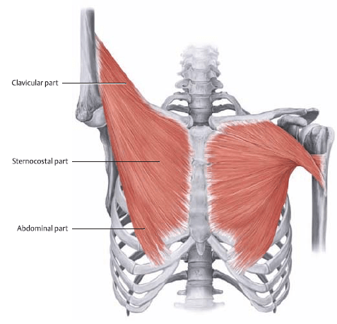 fiber direction of chest muscles (pectoralis major)