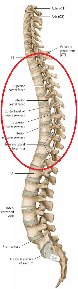 thoracic spine anatomy