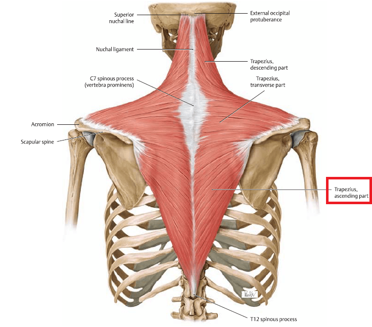 trapezius muscle group from behind