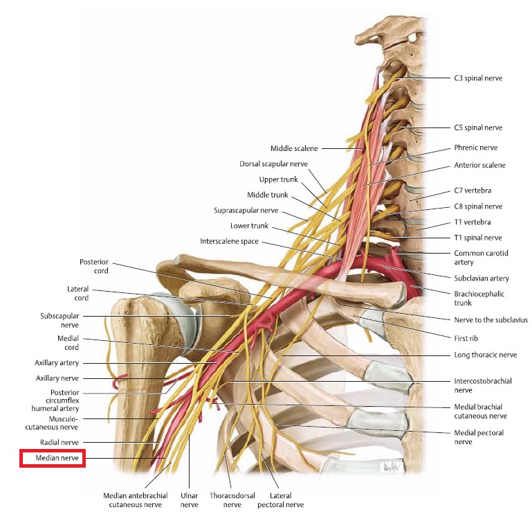 This image has an empty alt attribute; its file name is spinal-nerve-plexus-median-nerve-2.jpg
