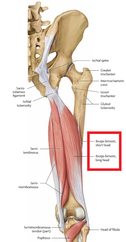 anatomy biceps femoris