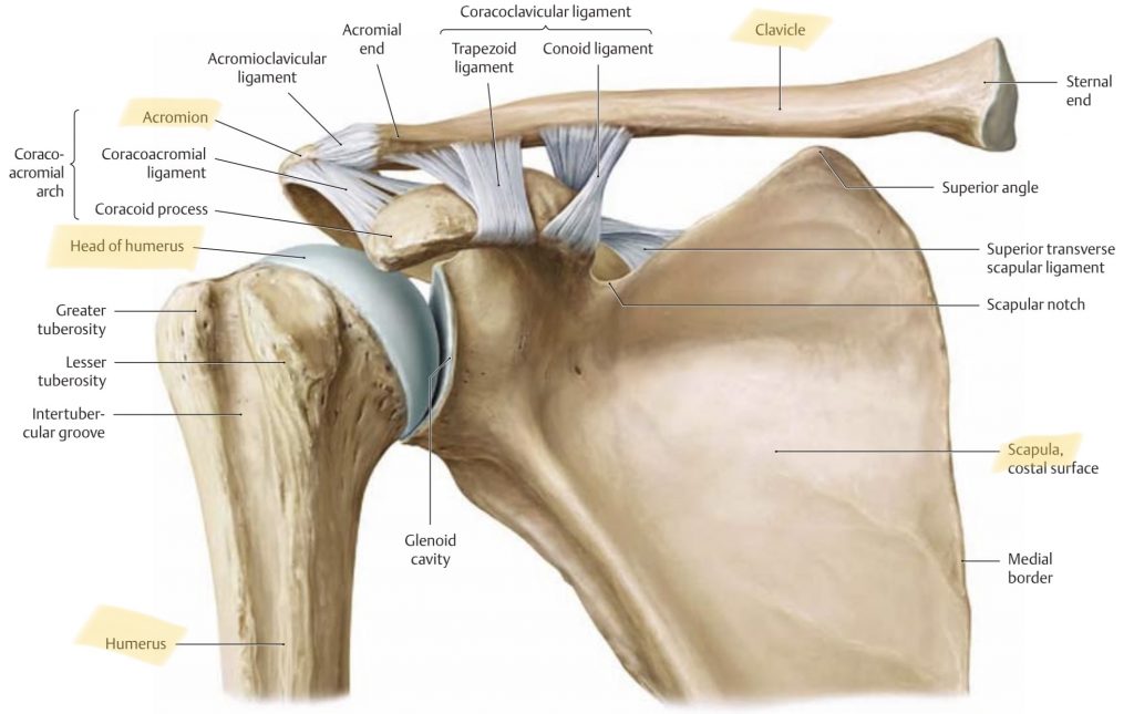 bones of the shoulder girdle