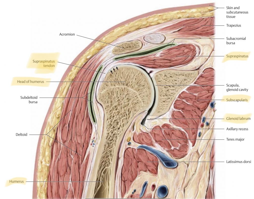 shoulder anatomy frontal perspective