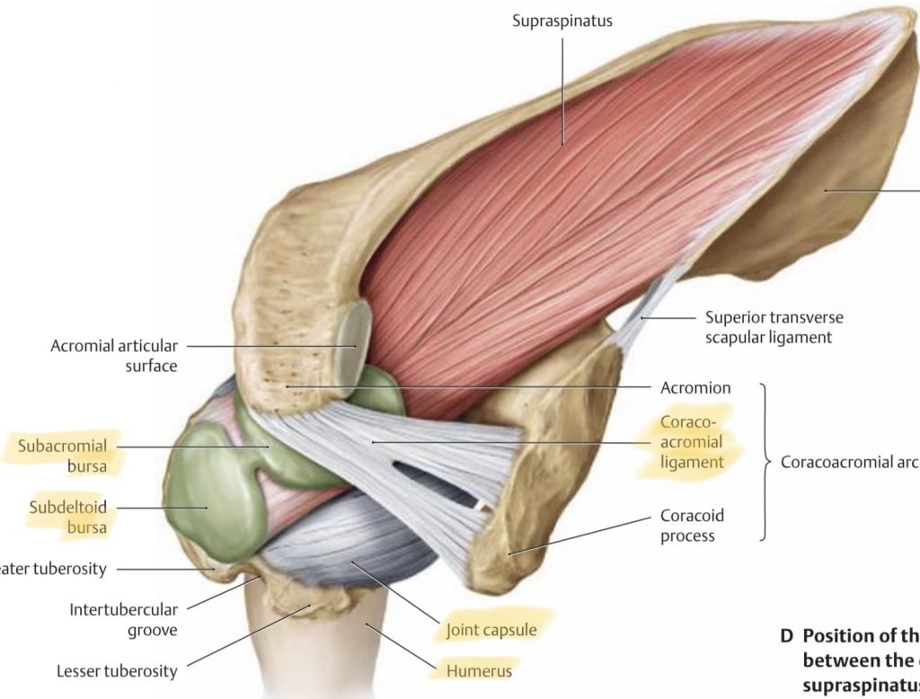 shoulder anatomy cranial perspective