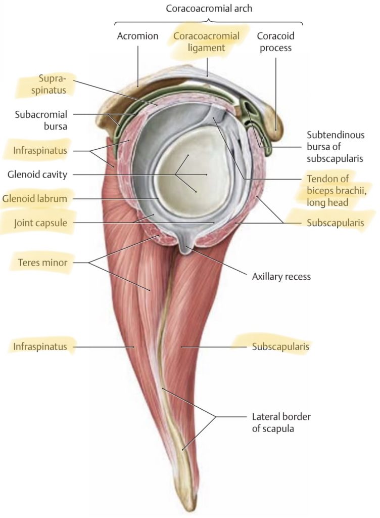 shoulder anatomy lateral perspective