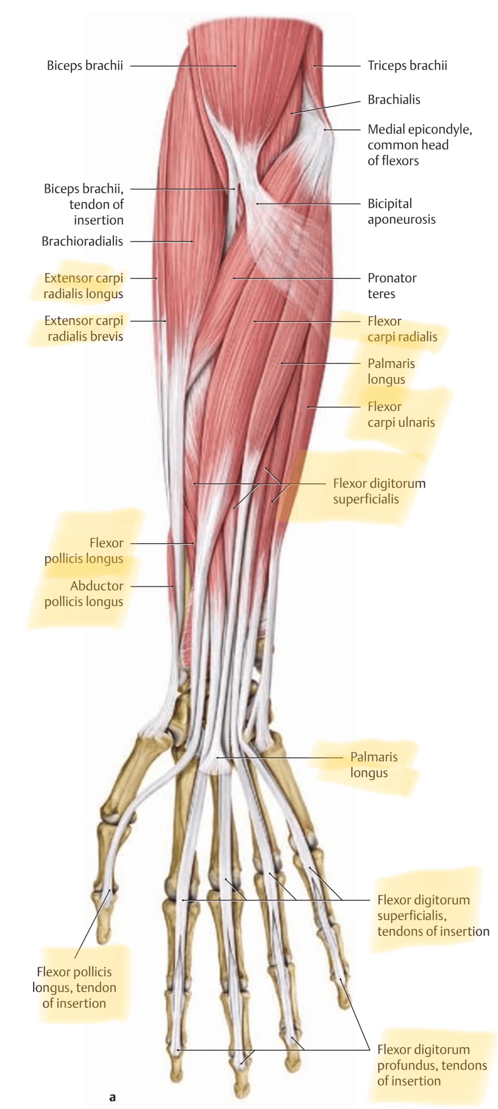 anterior muscles of the lower arm and hand