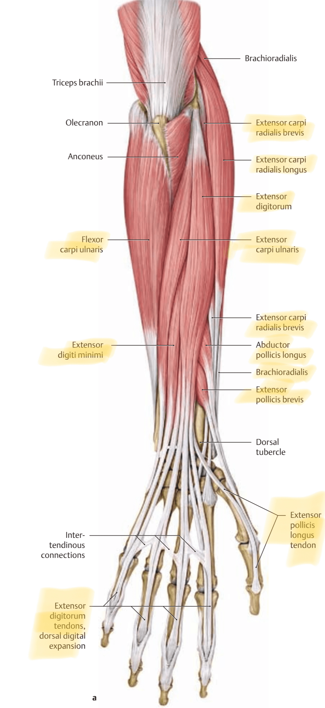 dorsal muscles of the lower arm and hand