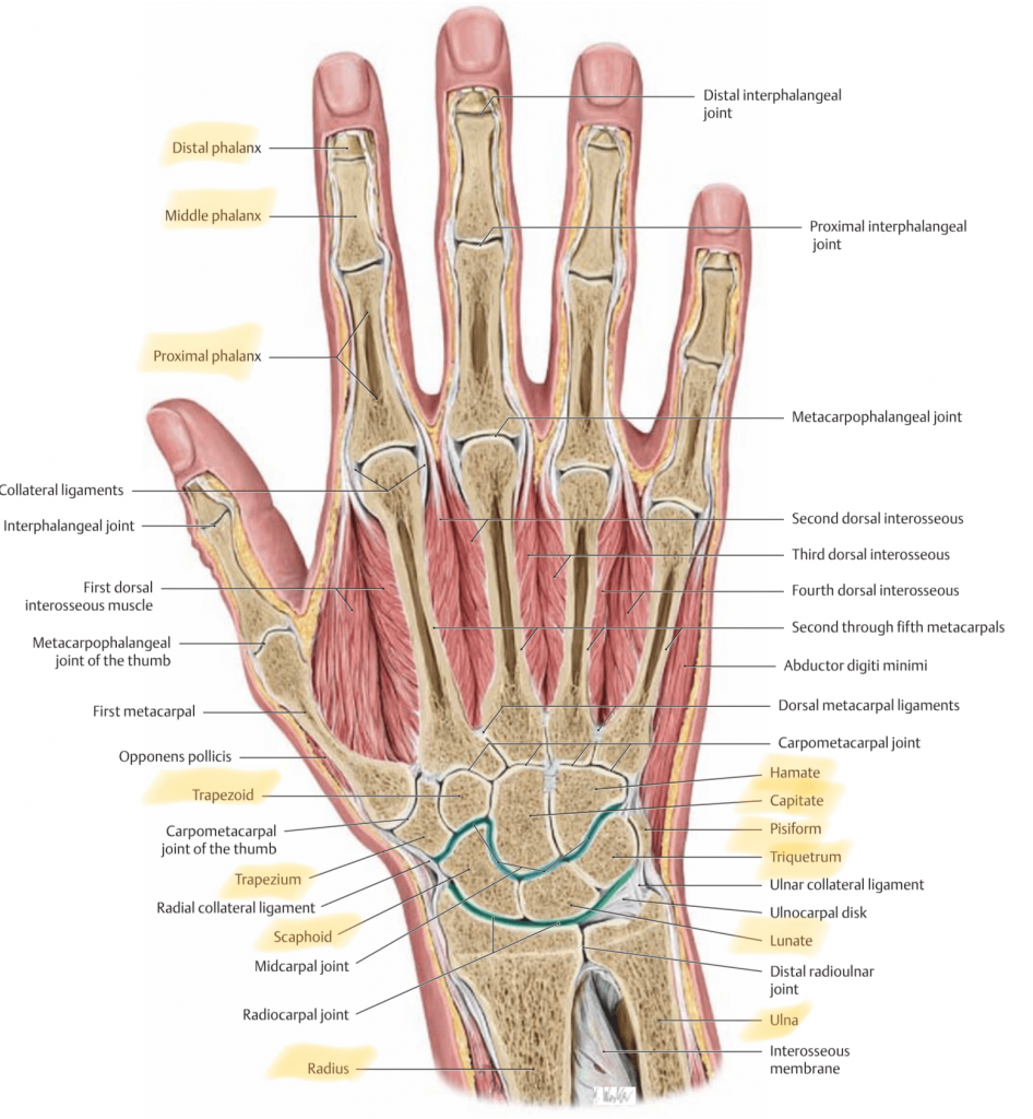 hand anatomy