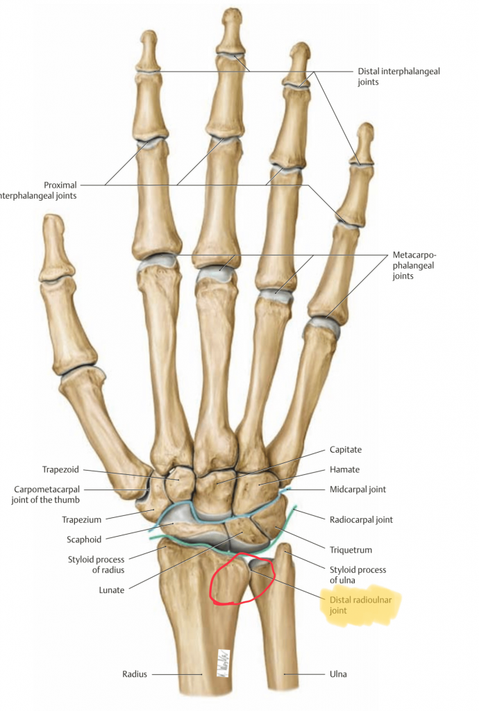distal radial ulnar joint