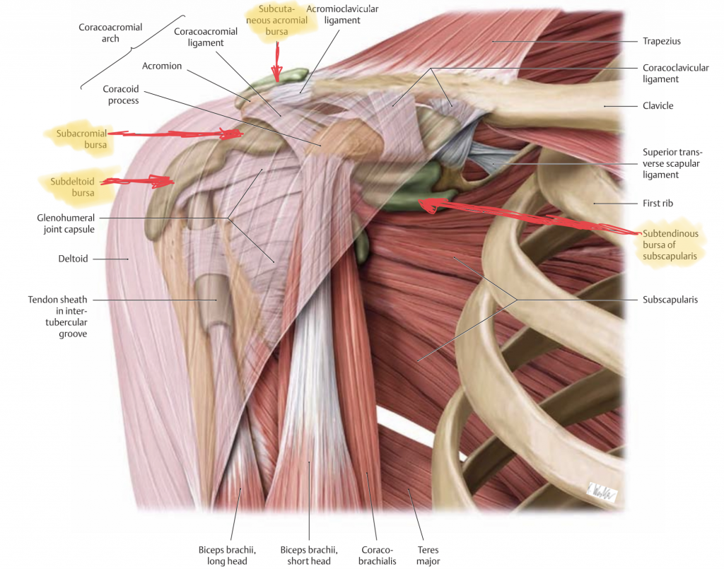 shoulder anatomy with bursas indicated