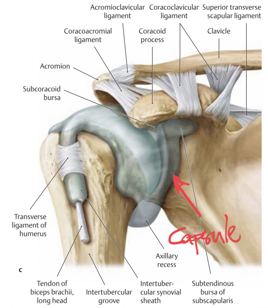 shoulder capsule anatomy