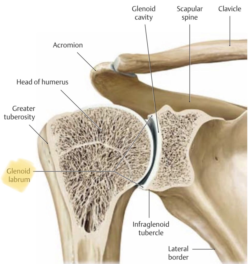 bones of the shoulder joint