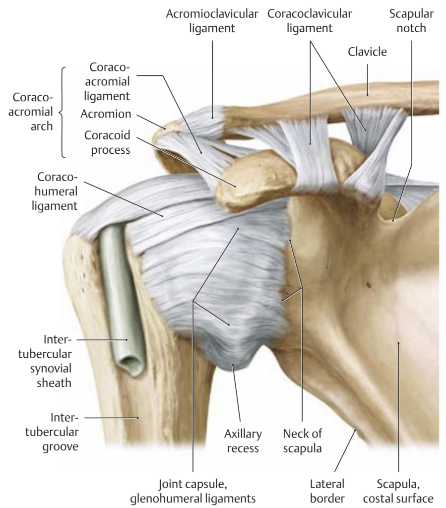 shoulder anatomy front view
