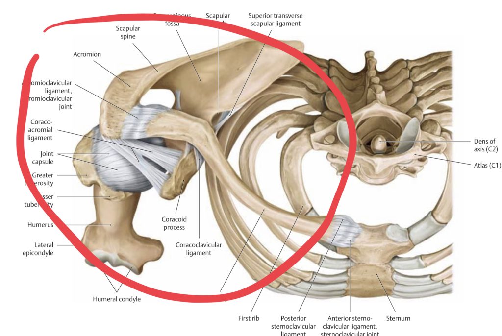 image of bones of the shoulder girdle